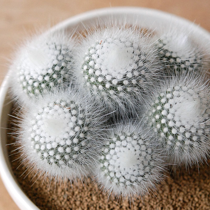 cactus x イギリス antique pudding bowl