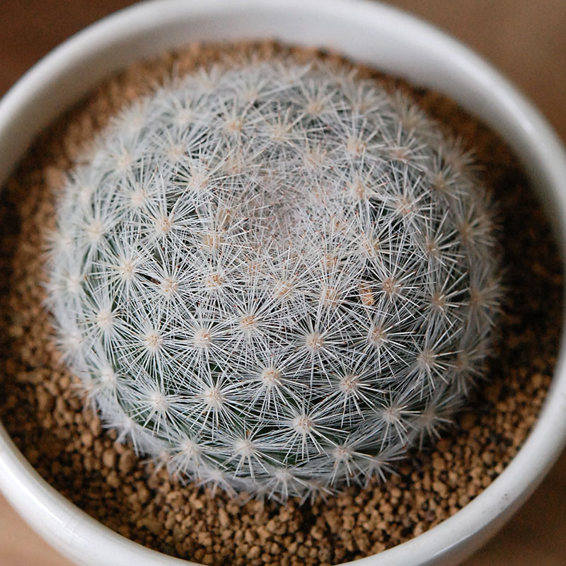 cactus x イギリス antique pudding bowl