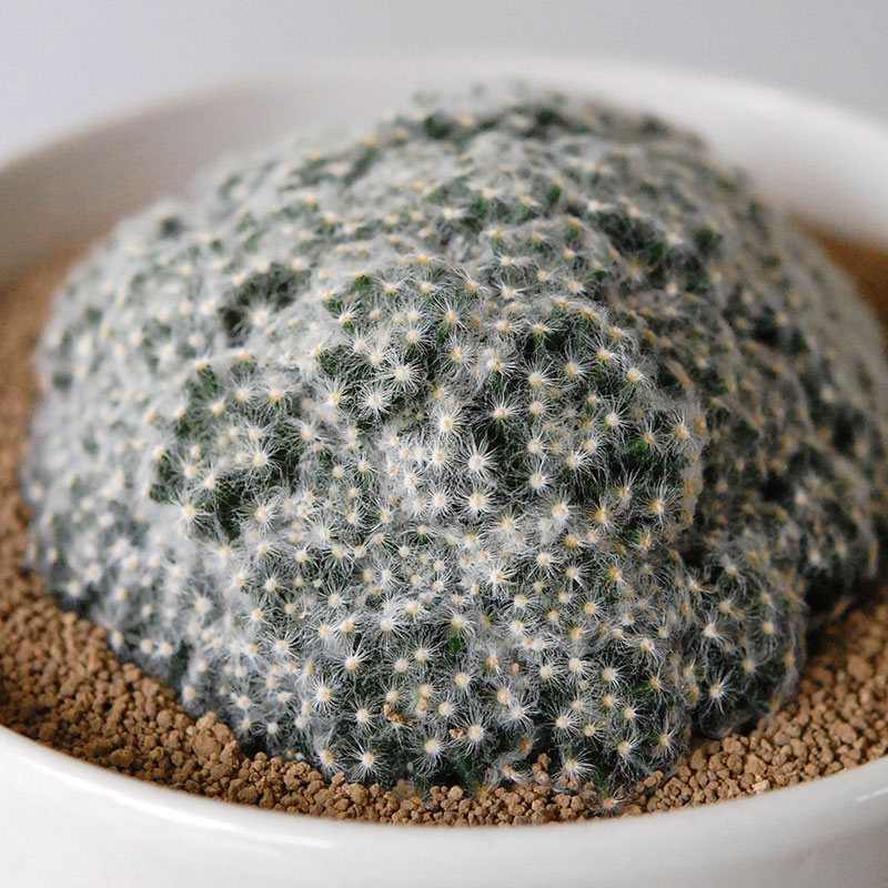 cactus x イギリス antique pudding bowl