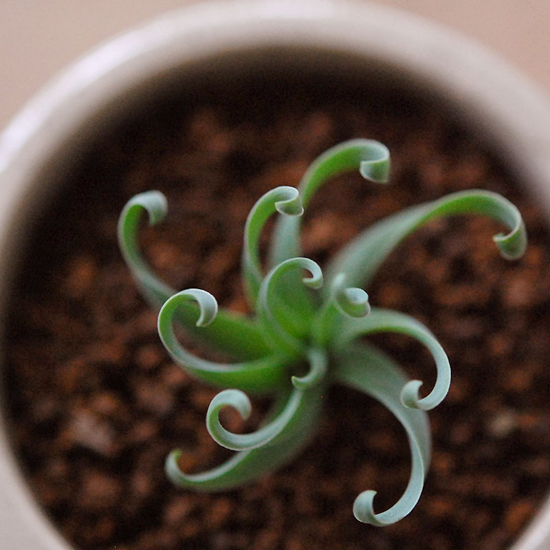 Albuca コンコルディアナ x antique pot