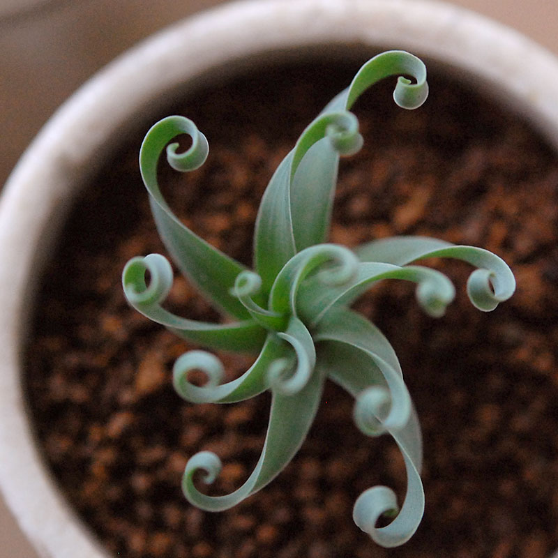 Albuca コンコルディアナ x antique pot