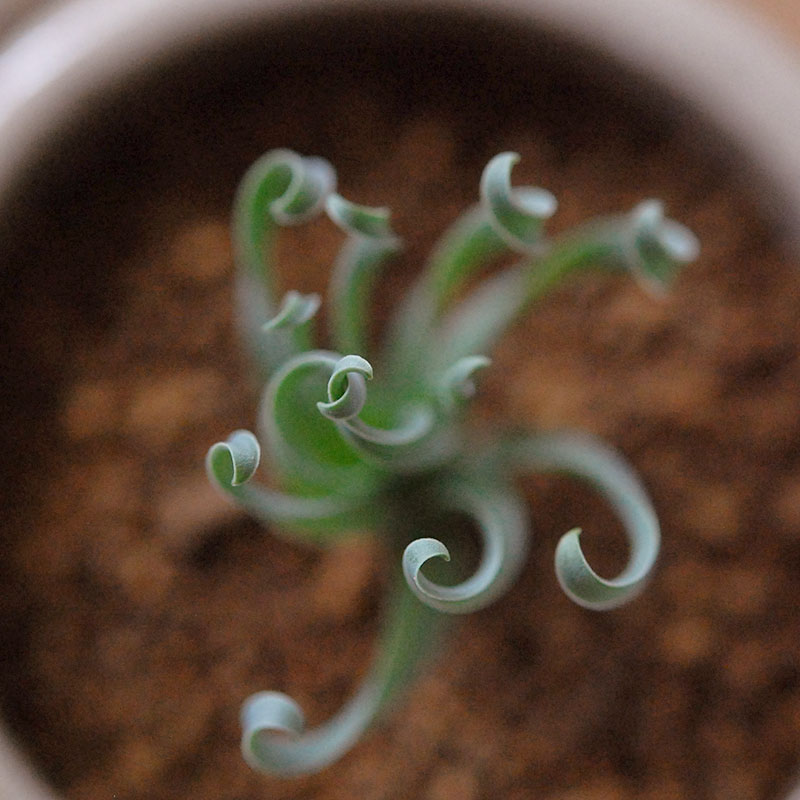 Albuca コンコルディアナ x antique pot