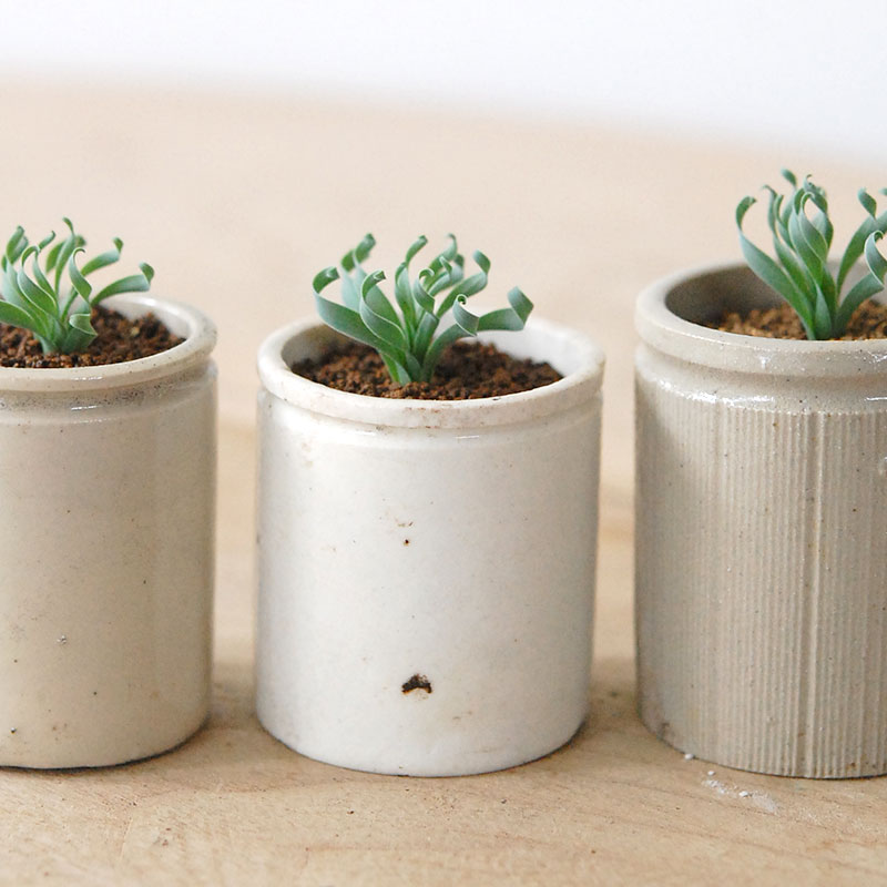 Albuca コンコルディアナ x antique pot