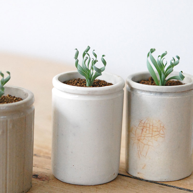 Albuca コンコルディアナ x antique pot