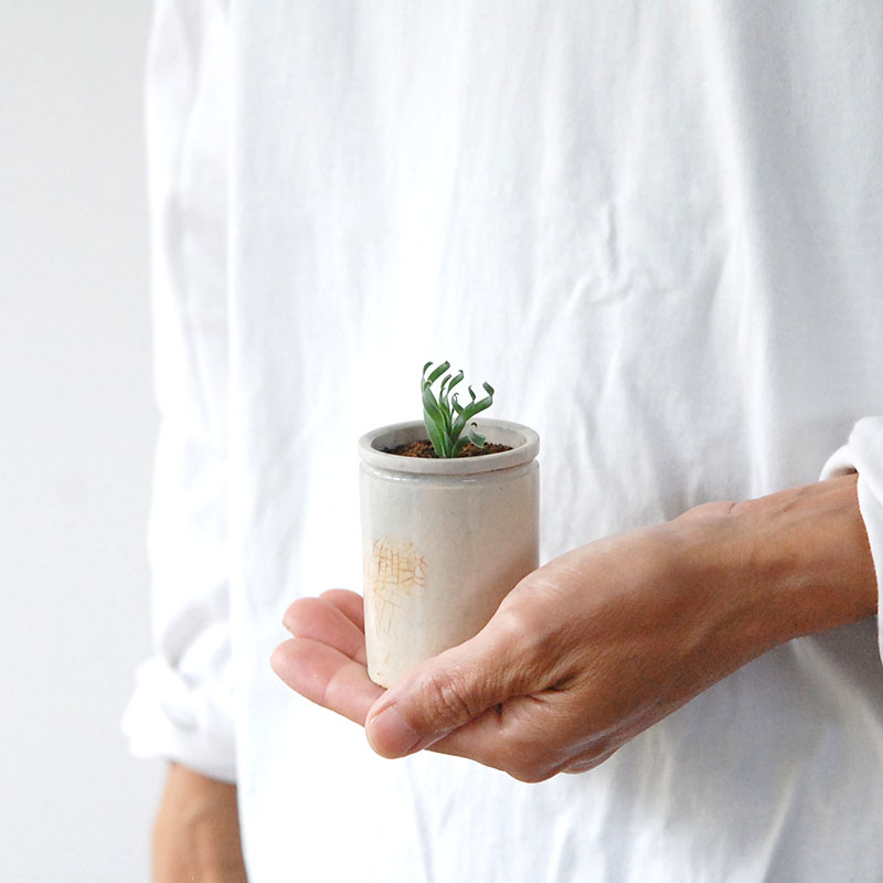 Albuca コンコルディアナ x antique pot