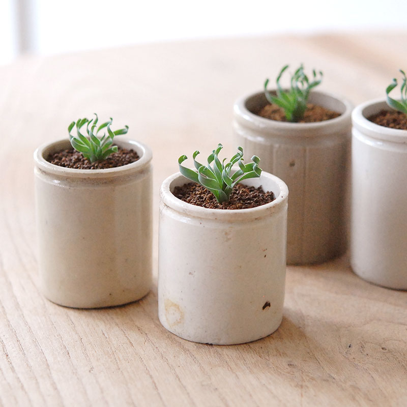 Albuca コンコルディアナ x antique pot