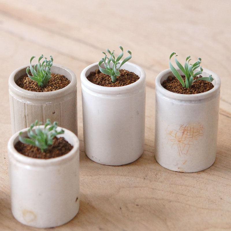 Albuca コンコルディアナ x antique pot