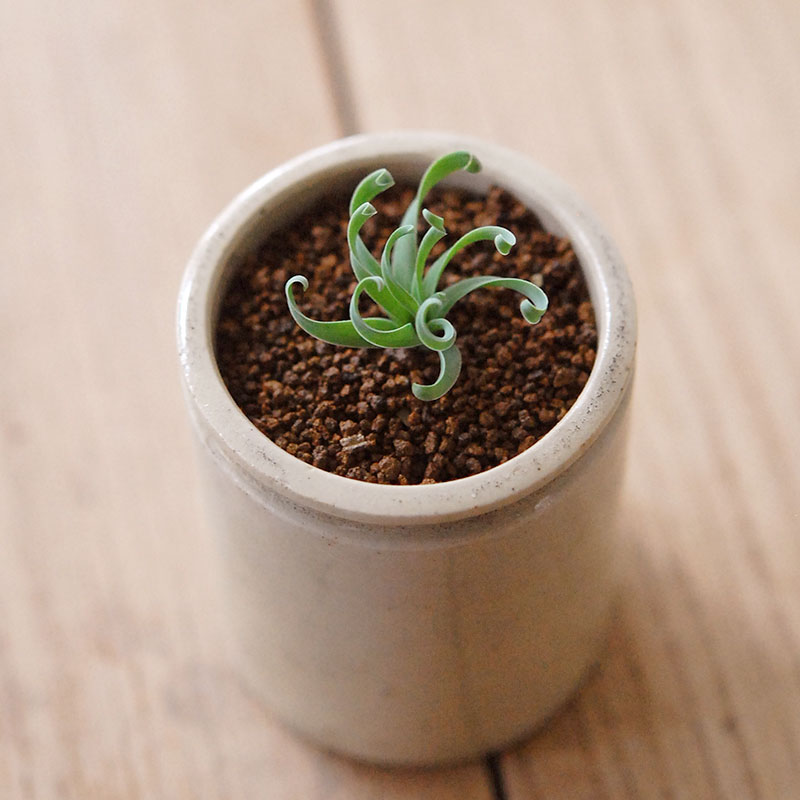 Albuca コンコルディアナ x antique pot