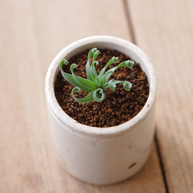 Albuca コンコルディアナ x antique pot