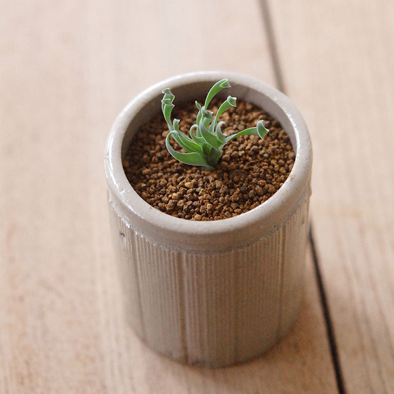 Albuca コンコルディアナ x antique pot