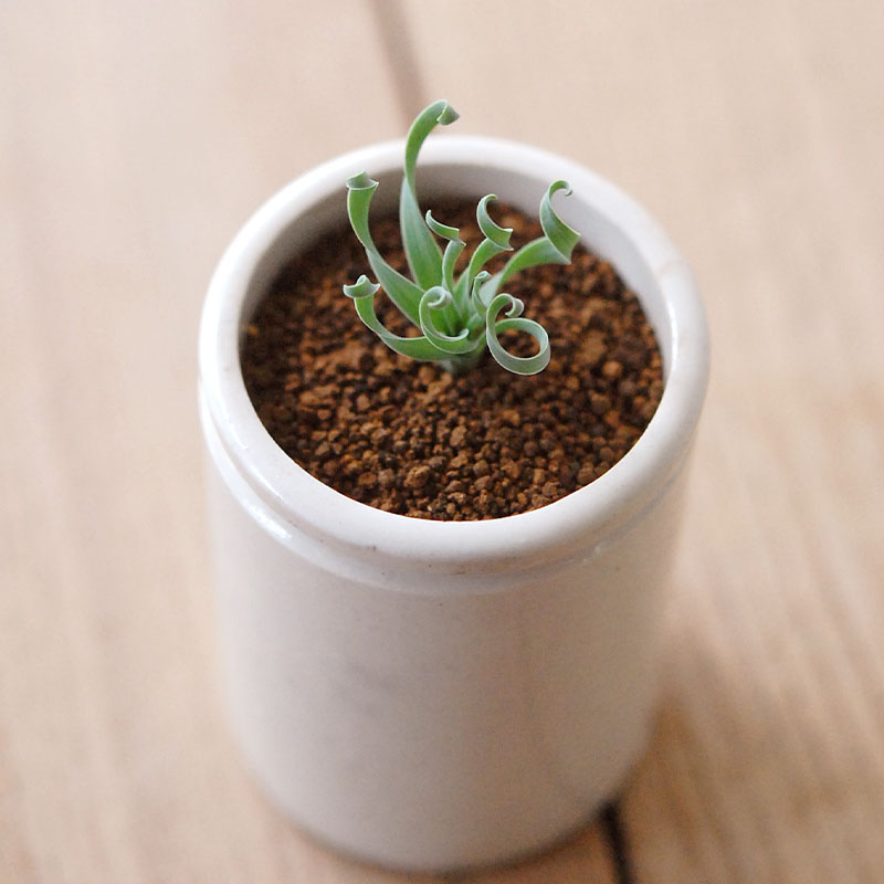 Albuca コンコルディアナ x antique pot