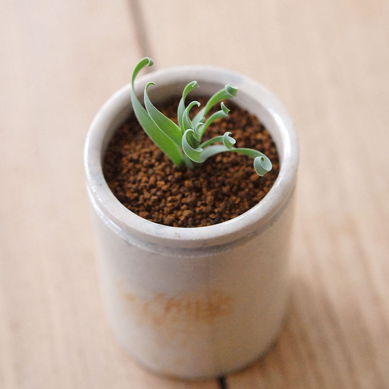 Albuca コンコルディアナ x antique pot