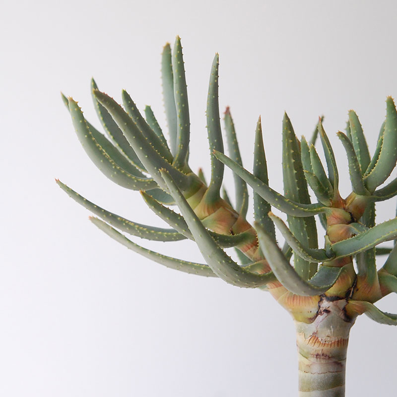 Succulent x アイアンゴブレット