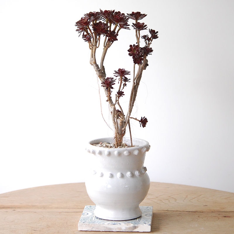 Aeonium 黒法師 x pot