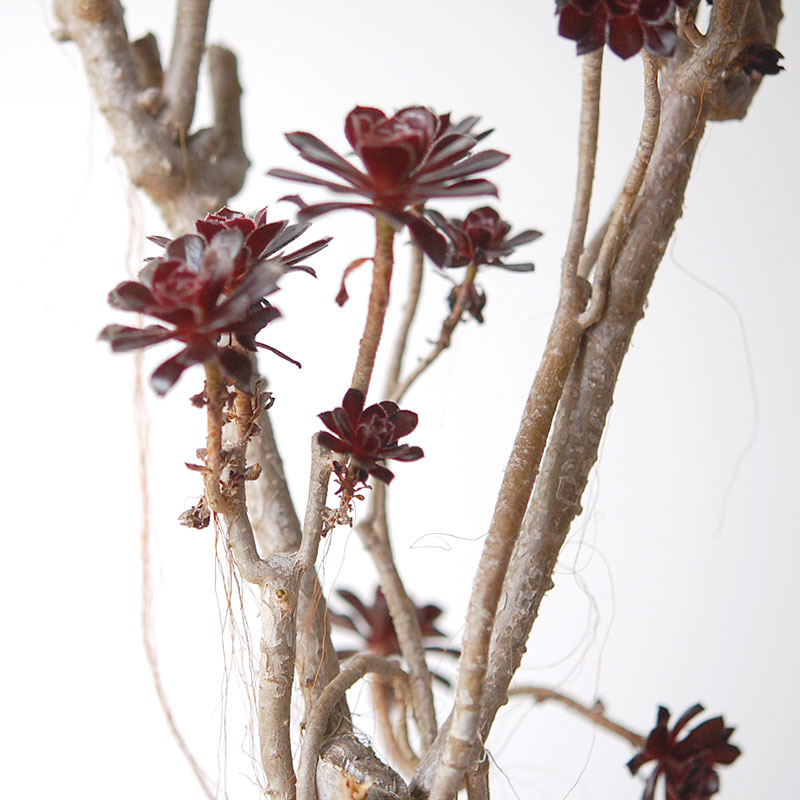 Aeonium 黒法師 x pot