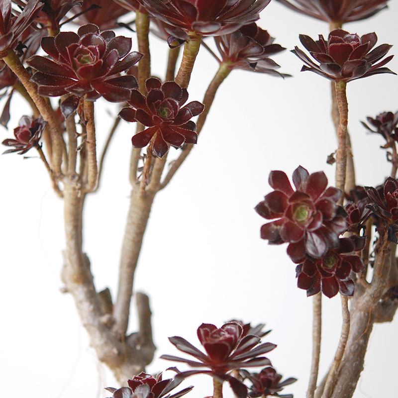 Aeonium 黒法師 x pot