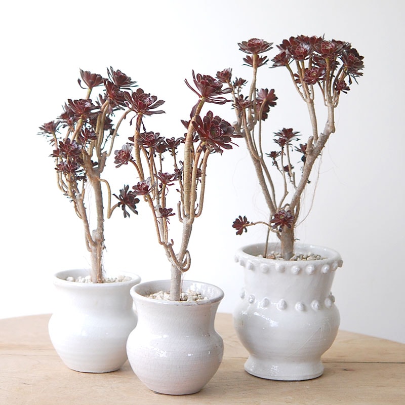 Aeonium 黒法師 x pot