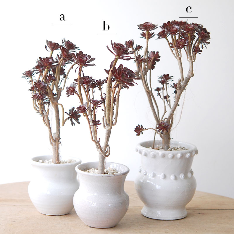 Aeonium 黒法師 x pot