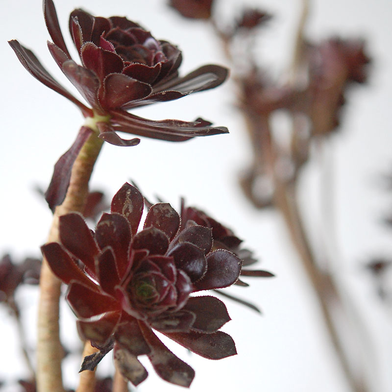 Aeonium 黒法師 x pot