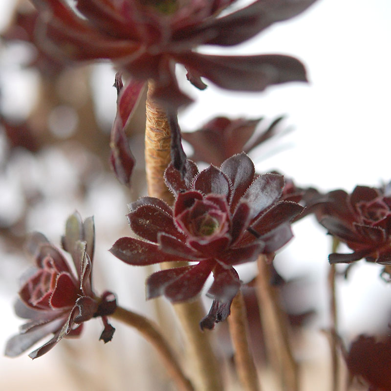 Aeonium 黒法師 x pot