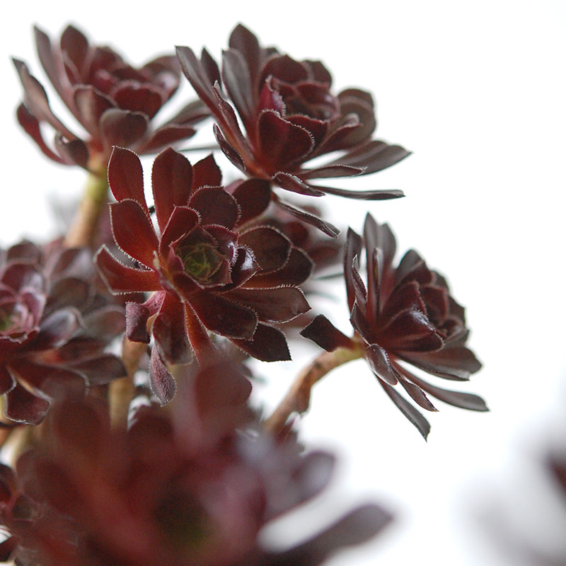 Aeonium 黒法師 x pot
