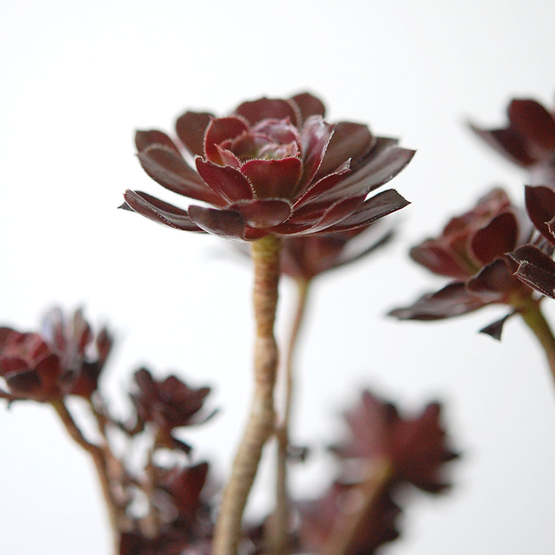 Aeonium 黒法師 x pot