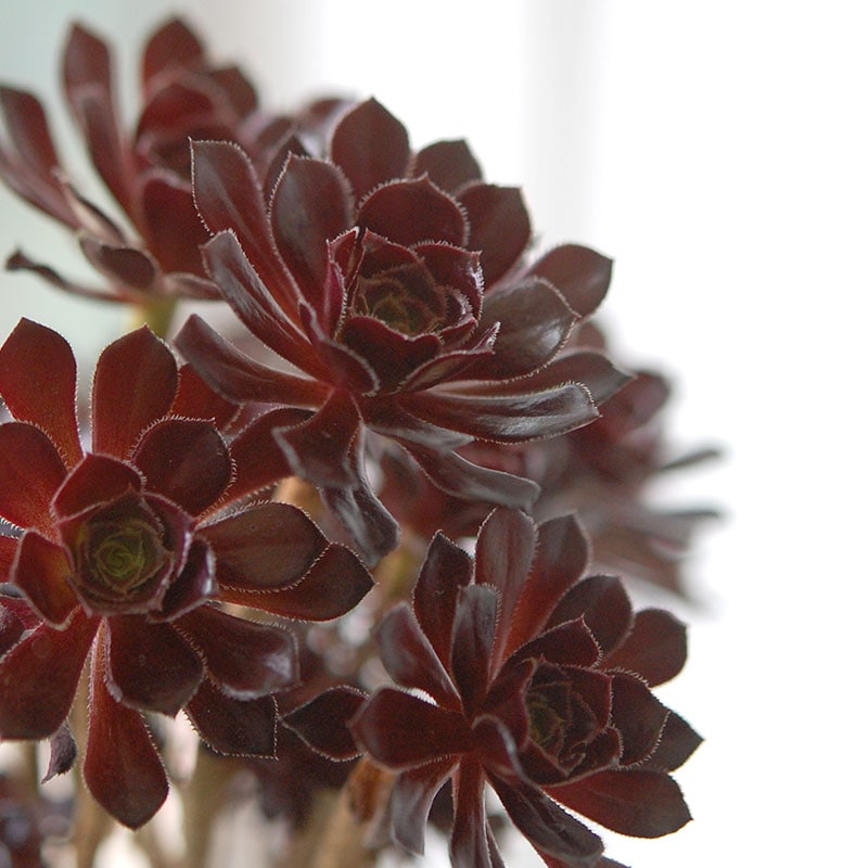 Aeonium 黒法師 x pot