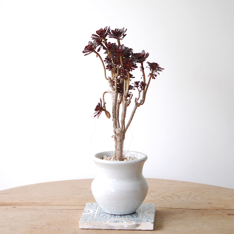 Aeonium 黒法師 x pot