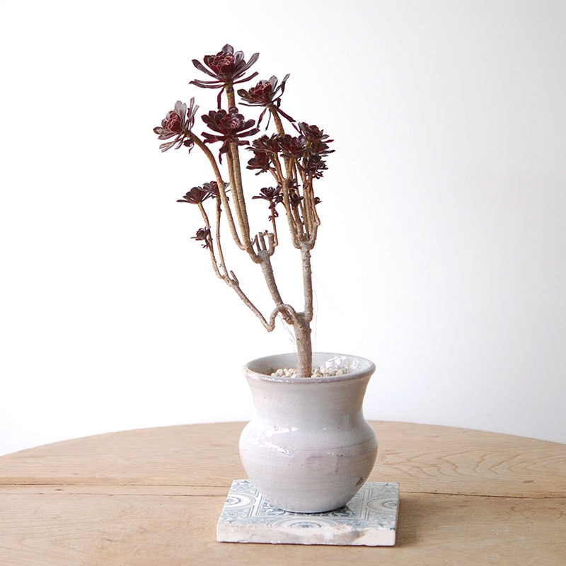 Aeonium 黒法師 x pot