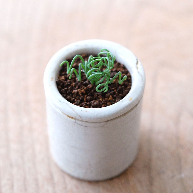 Albuca スピラリス x antique pot