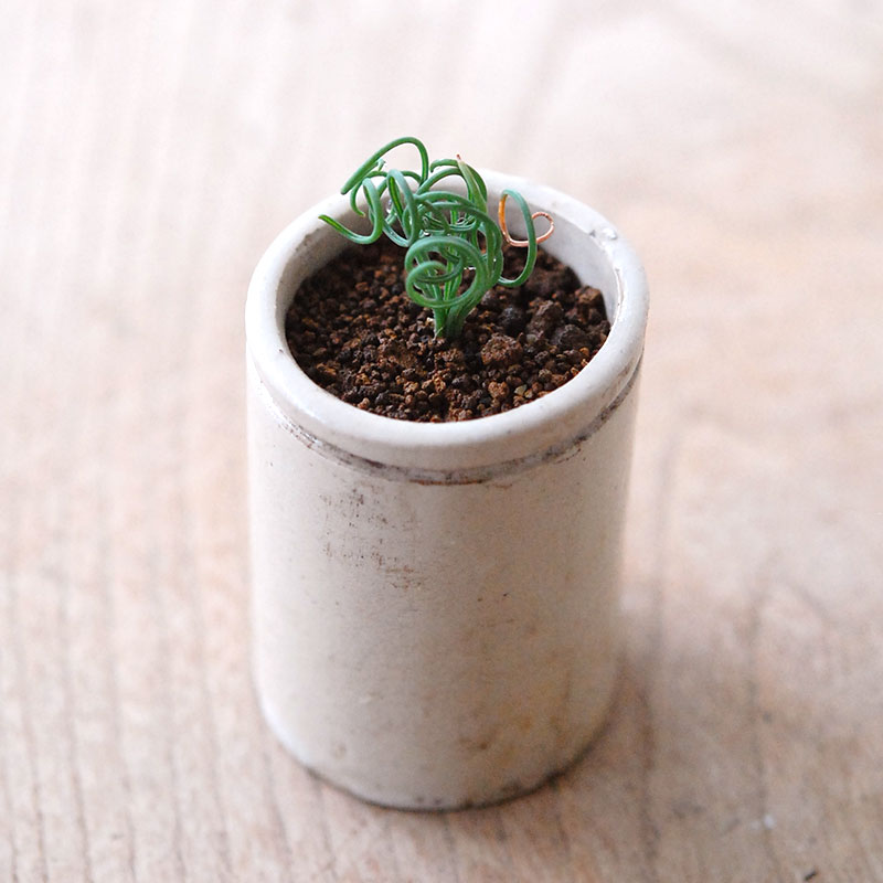 Albuca スピラリス x antique pot