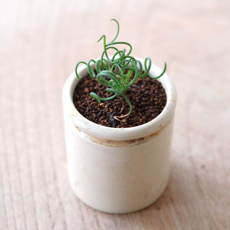 Albuca スピラリス x antique pot