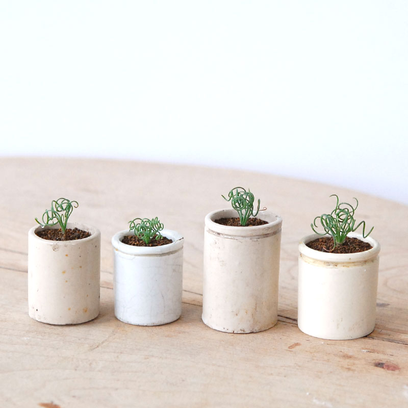 Albuca スピラリス x antique pot