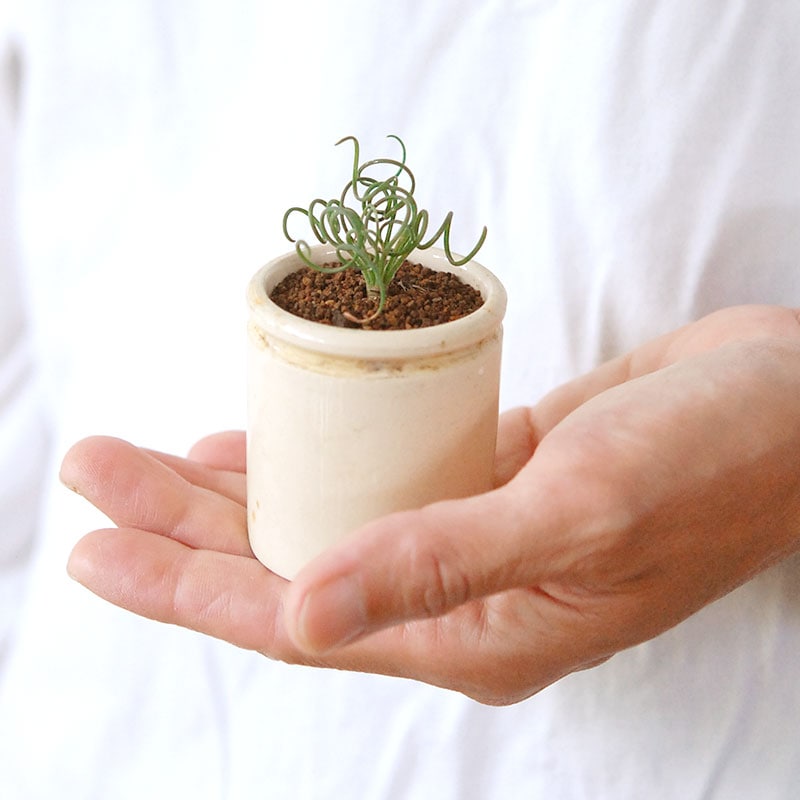 Albuca スピラリス x antique pot