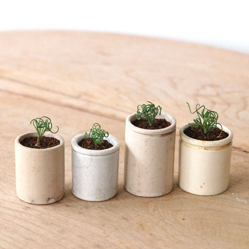 Albuca スピラリス x antique pot