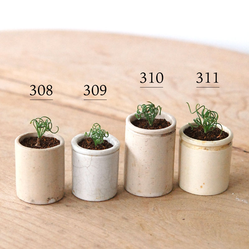 Albuca スピラリス x antique pot