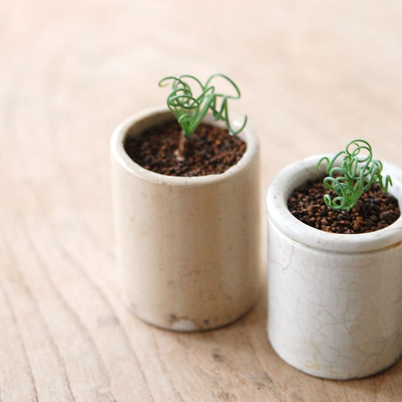 Albuca スピラリス x antique pot