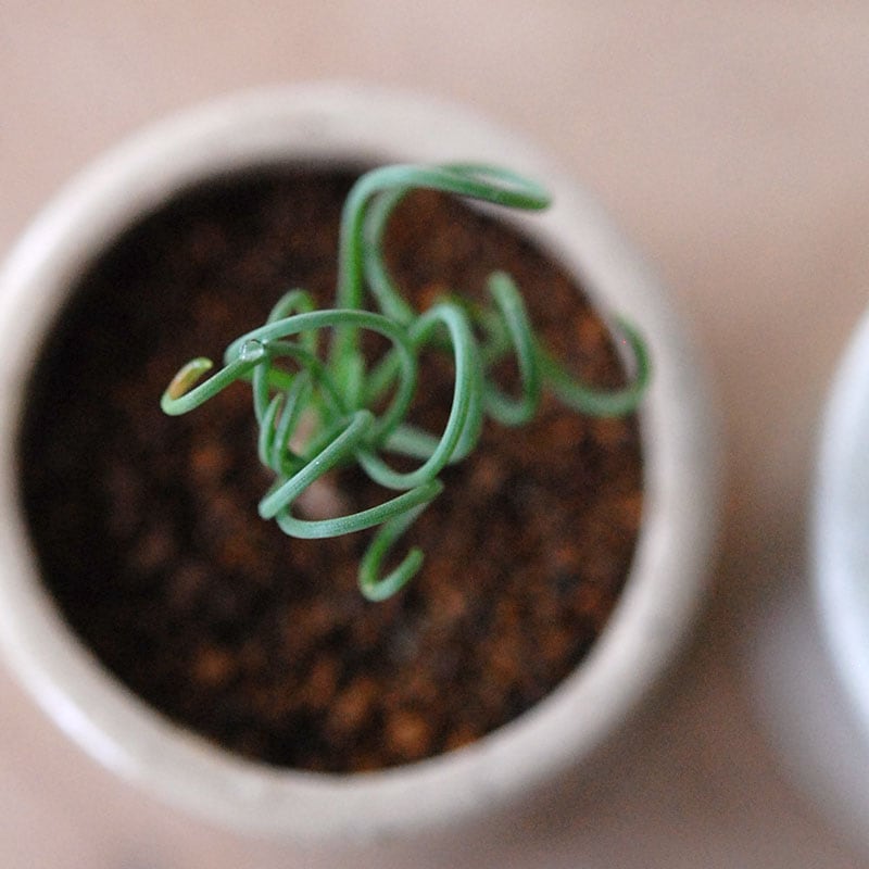 Albuca スピラリス x antique pot