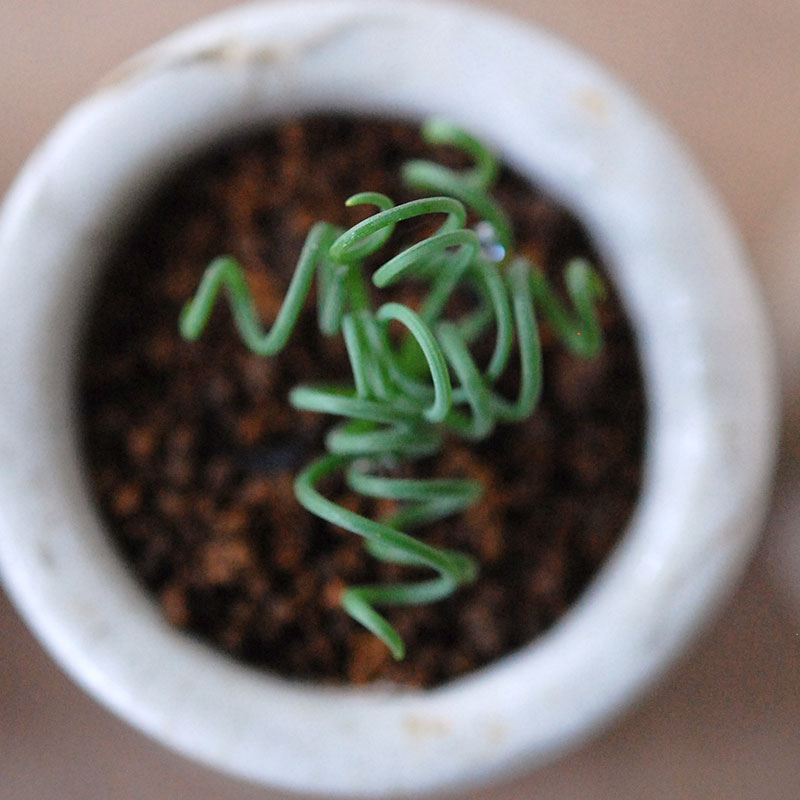 Albuca スピラリス x antique pot