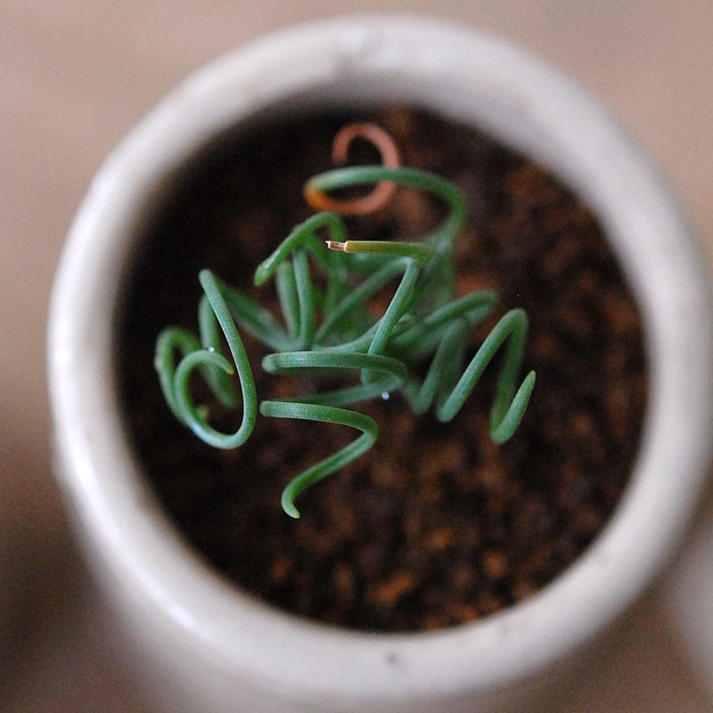 Albuca スピラリス x antique pot