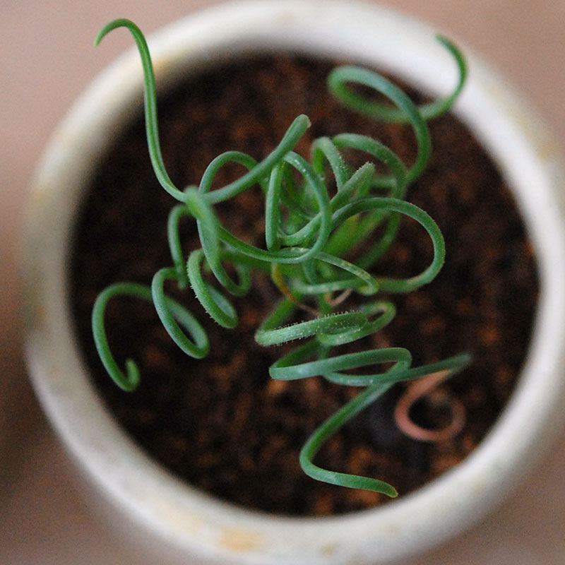 Albuca スピラリス x antique pot