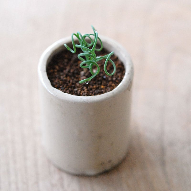 Albuca スピラリス x antique pot