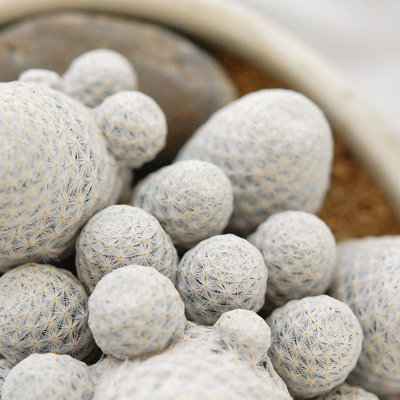 Mammillaria 白鳥 x antique pot 503