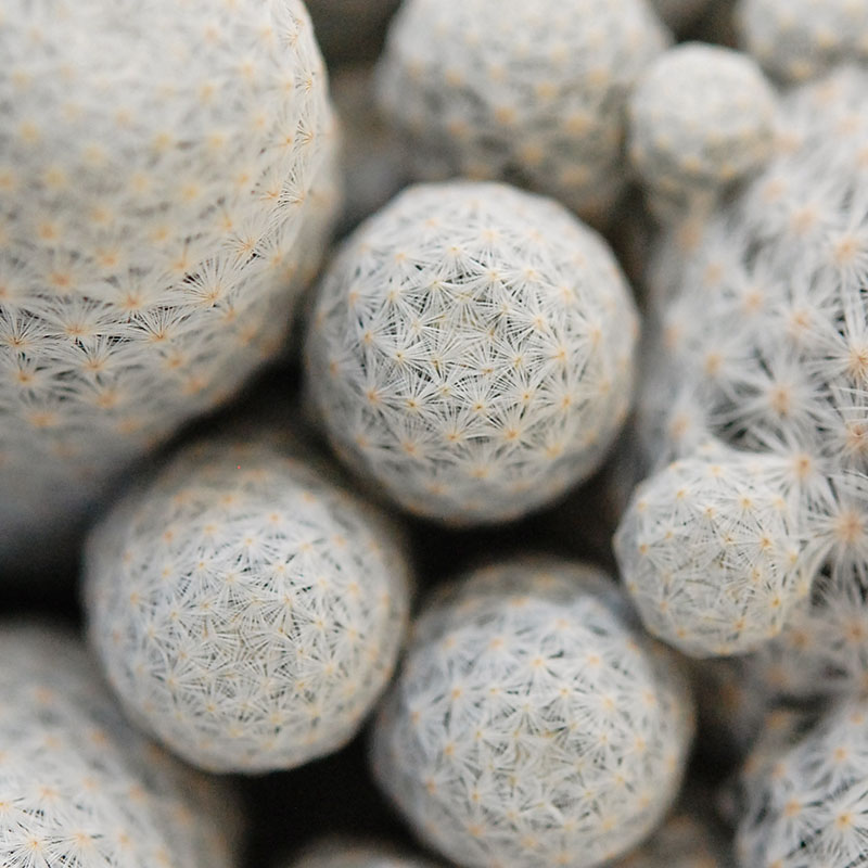 Mammillaria 白鳥 x antique pot 503