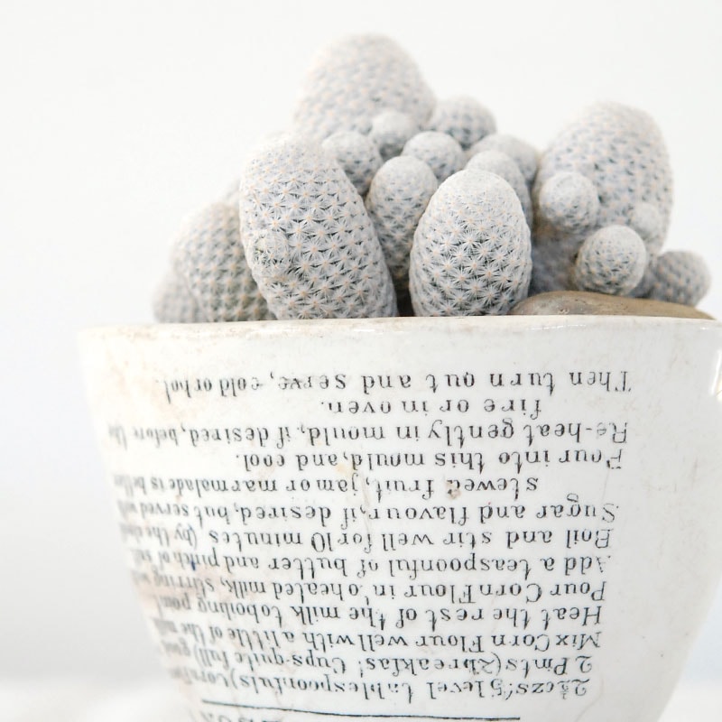 Mammillaria 白鳥 x antique pot 503