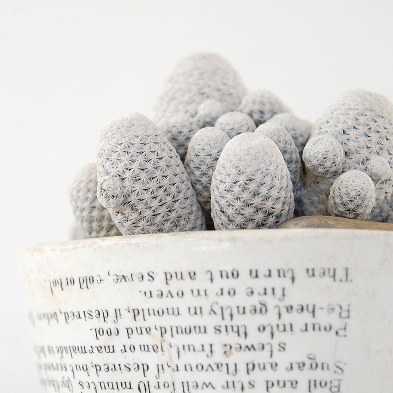 Mammillaria 白鳥 x antique pot 503