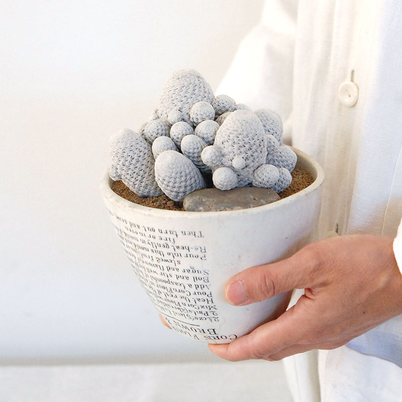 Mammillaria 白鳥 x antique pot 503