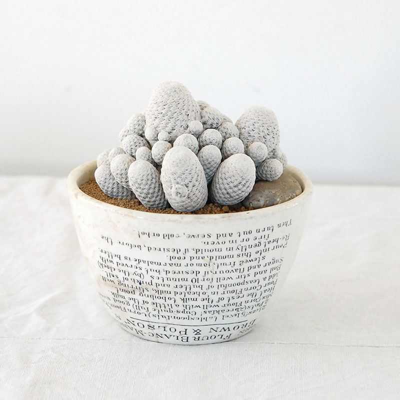 Mammillaria 白鳥 x antique pot 503