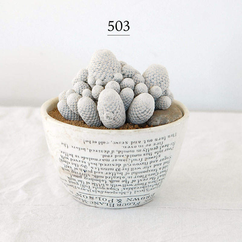 Mammillaria 白鳥 x antique pot 503