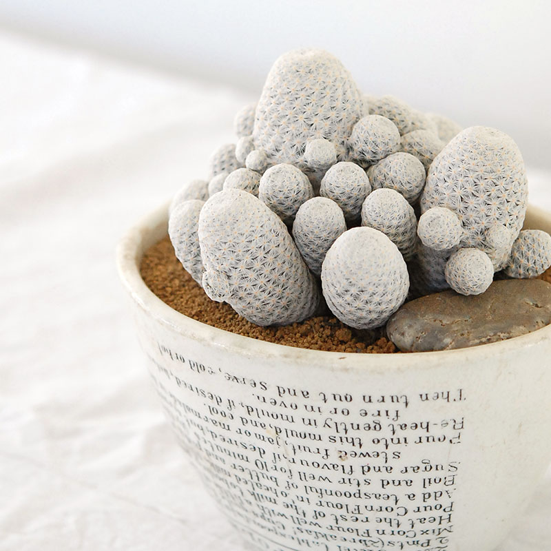 Mammillaria 白鳥 x antique pot 503